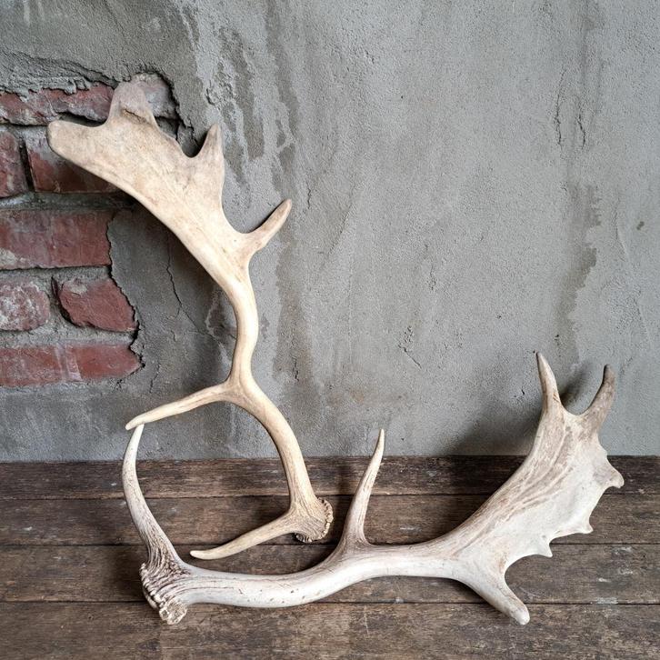 1x Landelijke afwerpstang gewei lengte 41 of 48 cm *Etage3*, Huis en Inrichting, Woonaccessoires | Overige, Gebruikt, Ophalen of Verzenden