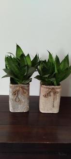 Twee bloempotten met sansevieria, Ophalen, Halfschaduw, Minder dan 100 cm