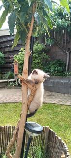 Ragdoll katertje beschikbaar, Meerdere dieren, Gechipt