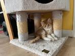 Vier rode kittens, Augustus, Meerdere dieren