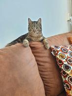 Kitten katertje Bengaals/Cypers van 7 maandjes, Kater, Kortharig, 0 tot 2 jaar