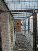Penanten te koop, Dieren en Toebehoren, Meerdere dieren, Parkiet