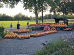 Pompoenen te koop in Uden!, Zakelijke goederen, Agrarisch | Aardappelen, Groenten, Fruit en Vlees, Ophalen of Verzenden