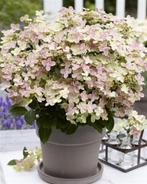 Hydrangea paniculata Polestar, pluimhortensia, laagblijvend, Ophalen of Verzenden, Hortensia, Struik, Minder dan 100 cm