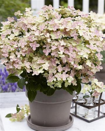 Hydrangea paniculata Polestar, pluimhortensia, laagblijvend beschikbaar voor biedingen