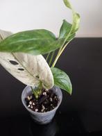 Monstera Laniata variegata mint., Ophalen of Verzenden, Overige soorten, Minder dan 100 cm