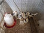 Bonte leghorn leghennen te koop., Dieren en Toebehoren, Pluimvee, Vrouwelijk, Kip