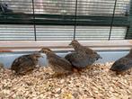 Chinese dwergkwartels, Dieren en Toebehoren, Vogels | Overige Vogels, Meerdere dieren