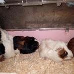 Cavia ,jonge, Dieren en Toebehoren, Knaagdieren, Cavia, November, Meerdere dieren, Tam