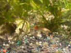 Guppy’s, slakken , mosselen , maanvissen enz, Dieren en Toebehoren, Vissen | Aquariumvissen, Vis