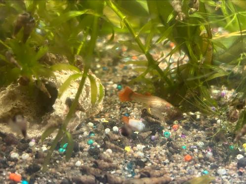Guppy’s, slakken , mosselen , maanvissen enz, Dieren en Toebehoren, Vissen | Aquariumvissen, Vis