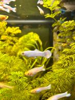 Zeer mooie raszuivere snow white guppies, Dieren en Toebehoren, Vis