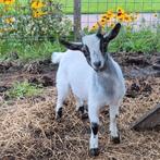 Bokje (april 2025), Dieren en Toebehoren, Schapen, Geiten en Varkens, Mannelijk, Geit, 0 tot 2 jaar