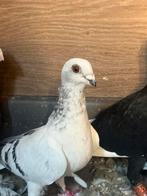 Mooie syrieche duivin, Dieren en Toebehoren, Vogels | Duiven, Vrouwelijk, Kropper