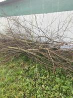 Brandhout - Takken, Tuin en Terras, Haardhout, Minder dan 3 m³, Ophalen of Verzenden, Overige houtsoorten, Takken