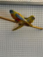 Koppel lutino turquosine parkieten., Meerdere dieren, Parkiet