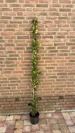 Toscaanse jasmijn, Tuin en Terras, Planten | Struiken en Hagen, Ophalen, Overige soorten, 100 tot 250 cm