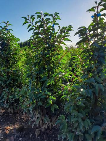 Prunus Lusitanica  beschikbaar voor biedingen