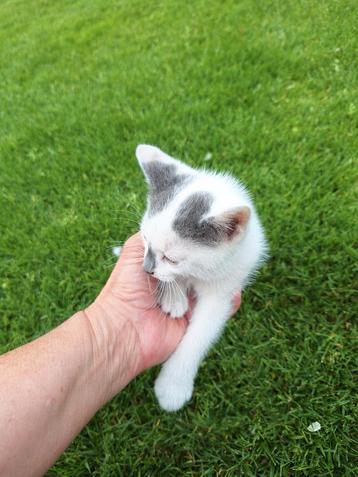 Kittens van onze lieve poes zoeken een baasje.  beschikbaar voor biedingen