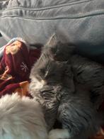 Ragdoll kittens, Meerdere dieren, Ontwormd