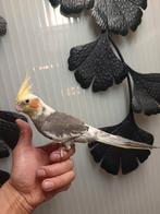 Twee Valkparkiet, Dieren en Toebehoren, Mannelijk, Tam