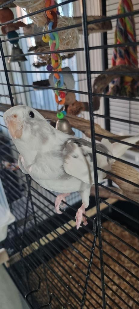 Valkparkiet te koop, Dieren en Toebehoren, Vogels | Parkieten en Papegaaien, Parkiet, Mannelijk, Pratend, Tam