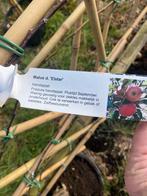 Fruit leibomen laagstam Elstar appel en of Conference €49,95, Ophalen, In pot, Appelboom, Lente