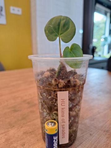 Anthurium Hu King of Spades - KOS  beschikbaar voor biedingen