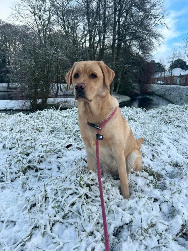 Huisdieren oppas aangeboden, Vacatures, Vacatures | Thuiswerk, MBO, Vanaf 10 jaar, Overige vormen