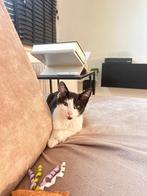 Kitten 2 jaar ongeveer gratis., Dieren en Toebehoren, Katten en Kittens | Overige Katten, Poes