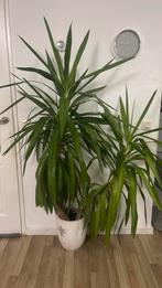 Planten, Ophalen of Verzenden, Halfschaduw, Minder dan 100 cm