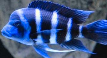 Cyphotilapia Frontosa blue Mpimbwe beschikbaar voor biedingen