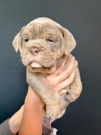 Old English bulldog pups, Dieren en Toebehoren, Honden | Bulldogs, Pinschers en Molossers, Rabiës (hondsdolheid), 8 tot 15 weken