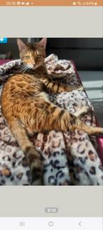 Kater bengaal zoekt gouden mand, Dieren en Toebehoren, Kater, Gechipt
