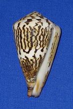 Schelpen, Conus capitaneus, Ophalen of Verzenden, Schelp(en)
