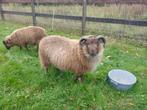 shetlandschapen ram, Dieren en Toebehoren, Mannelijk, Schaap, 0 tot 2 jaar