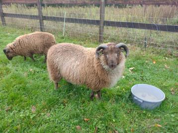 shetlandschapen ram beschikbaar voor biedingen