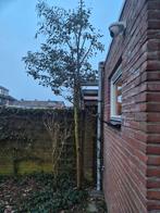 Eucalyptus boom ca 4 meter - zelf uitgraven, Tuin en Terras, Planten | Bomen, Bloeit niet, Overige soorten, 400 cm of meer, Ophalen