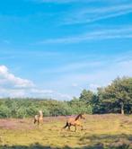 Gezocht: verzorg(st)er voor 3 pony's en veulen, Dieren en Toebehoren, Stalling en Weidegang