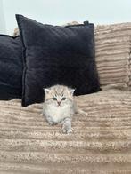 Britse Korthaar Kittens geboren 3 januari 2026, Meerdere dieren, Ontwormd