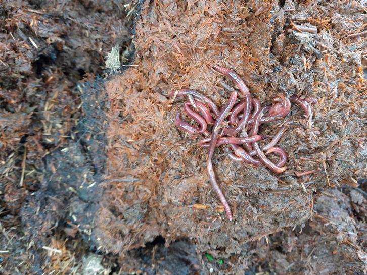 Mestpieren voor winterviswedstrijden J&K Eefde levert u vers, Watersport en Boten, Hengelsport | Witvissen, Ophalen