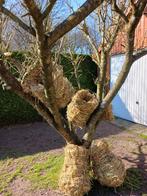 eendenkorven, Ophalen, Nieuw