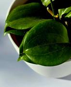Hoya quinquenervia, Ophalen of Verzenden, Overige soorten, Minder dan 100 cm