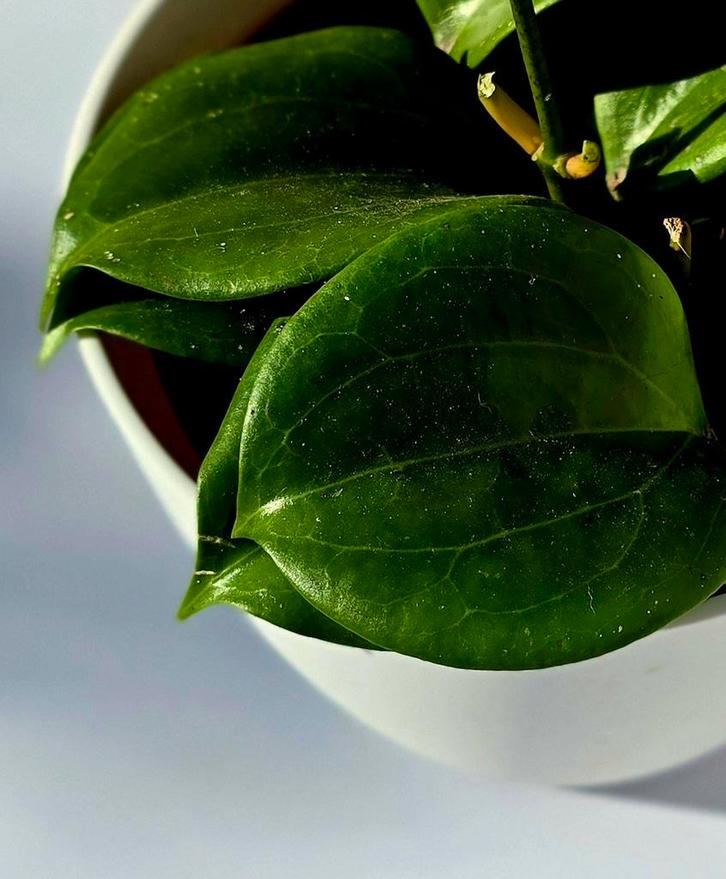 Hoya quinquenervia, Huis en Inrichting, Kamerplanten, Overige soorten, Minder dan 100 cm, Ophalen of Verzenden