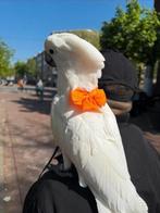 Lieve Witkuif kaketoe zoekt gouden huis! Papegaai incl kooi, Dieren en Toebehoren, Vogels | Parkieten en Papegaaien, Vrouwelijk