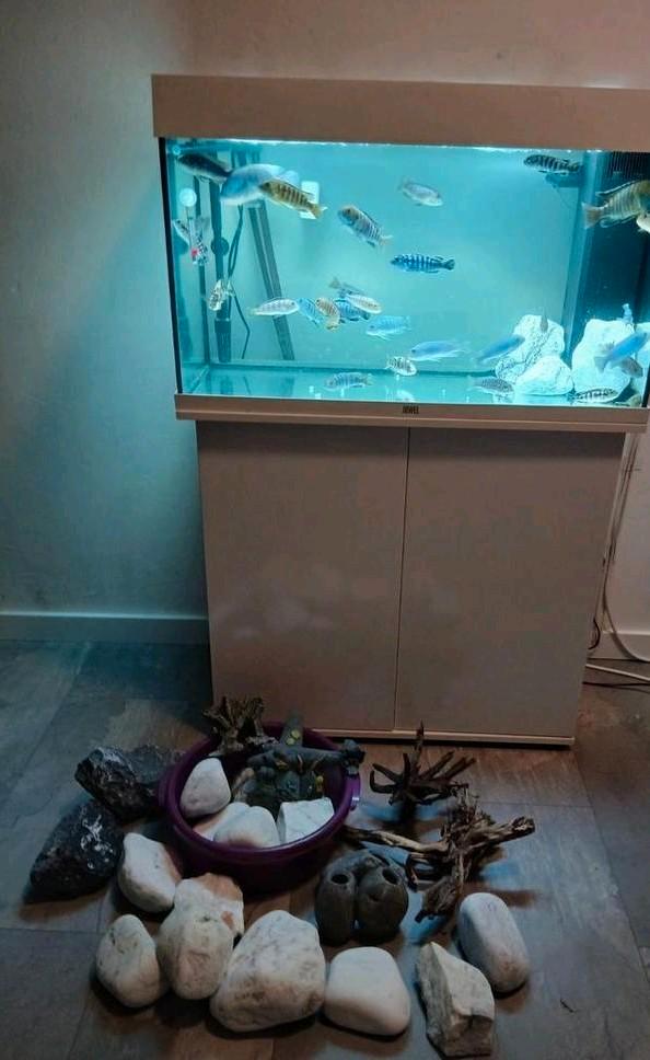 Aquarium Juwel 125l + Nieuwe JBL 902e & Ciclides Vissen, Dieren en Toebehoren, Vissen | Aquaria en Toebehoren, Ophalen of Verzenden