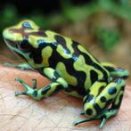 Dendrobates auratus 'Hawaii reticulated', Amfibie, 0 tot 2 jaar