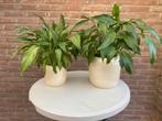 INTRATUIN 2x bloempot steen creme met lepelplant, Steen, Rond, Ophalen of Verzenden, Minder dan 40 cm