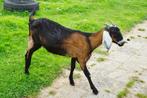 Mooi Nubisch geitje, Dieren en Toebehoren, Schapen, Geiten en Varkens, Vrouwelijk, Geit, 0 tot 2 jaar