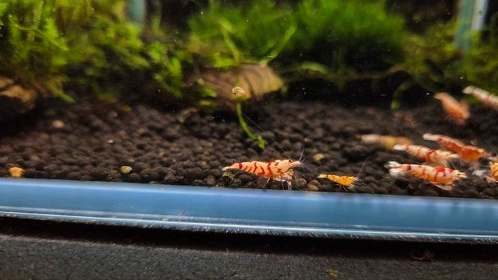 6 stuks red fancy tiger medium/high grade garnalen, Dieren en Toebehoren, Vissen | Aquariumvissen, Zoetwatervis, Kreeft, Krab of Garnaal